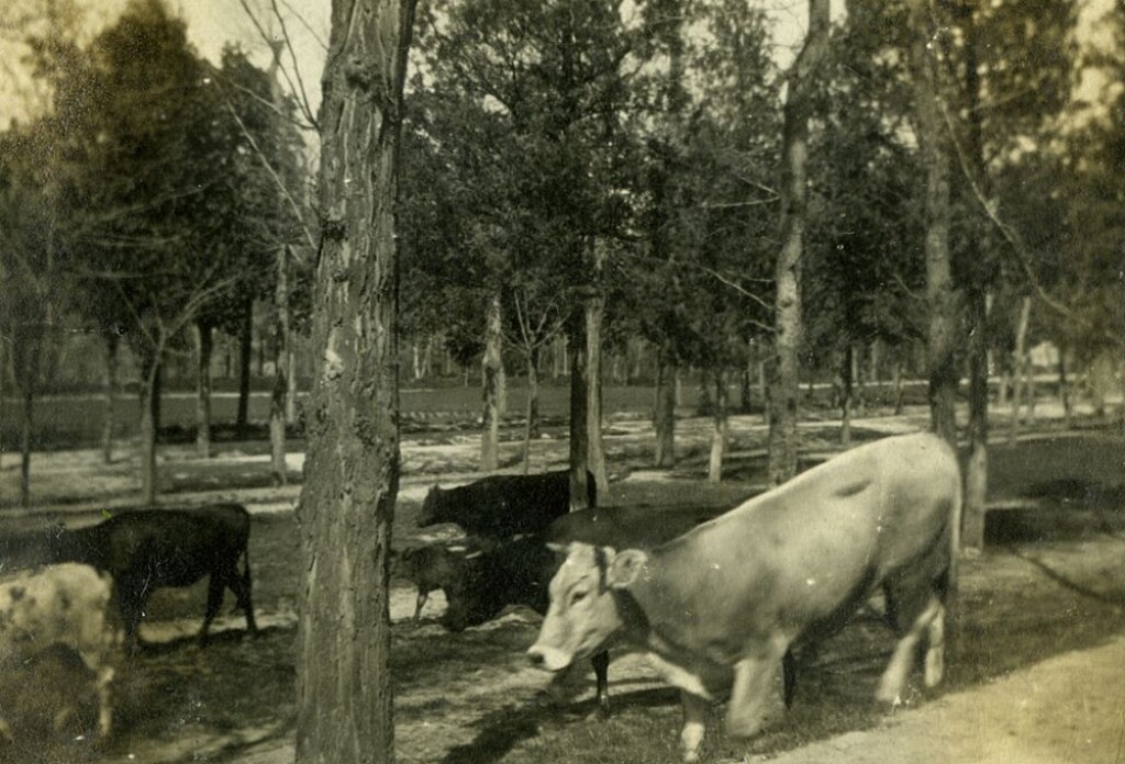 Miniatura de Vacas aravaqueñas