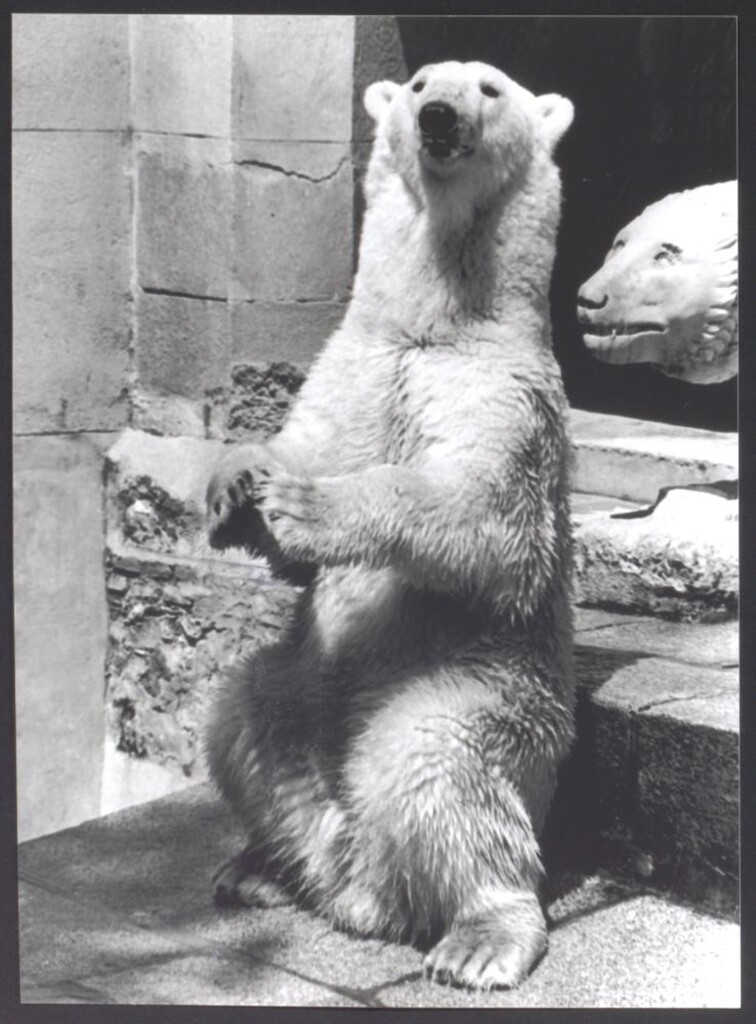 Miniatura de Oso polar en la Casa de Fieras