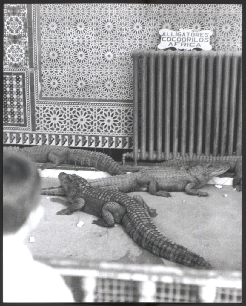 Miniatura de Cocodrilos en la Casa de Fieras del Retiro