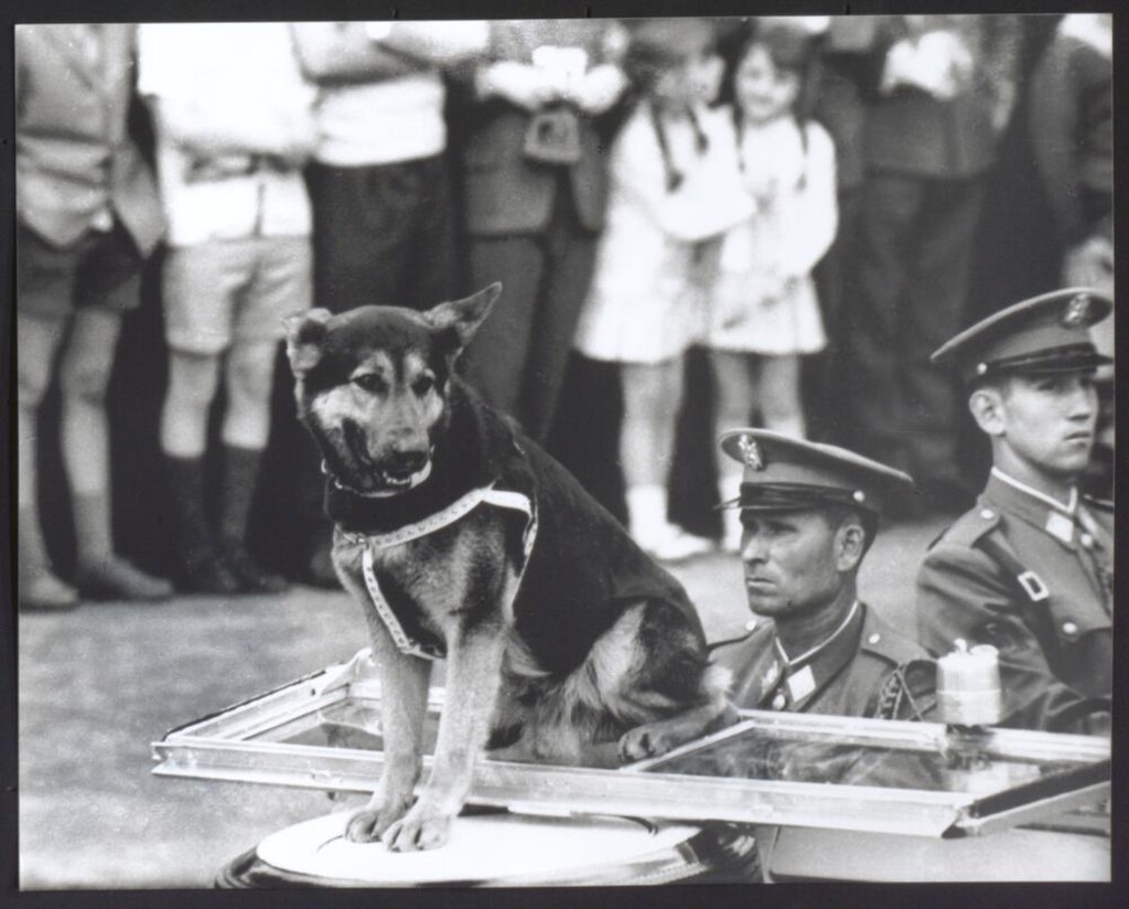 Miniatura de Perro policía en un desfile