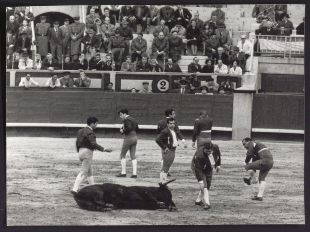 Miniatura de El toro perdió la batalla