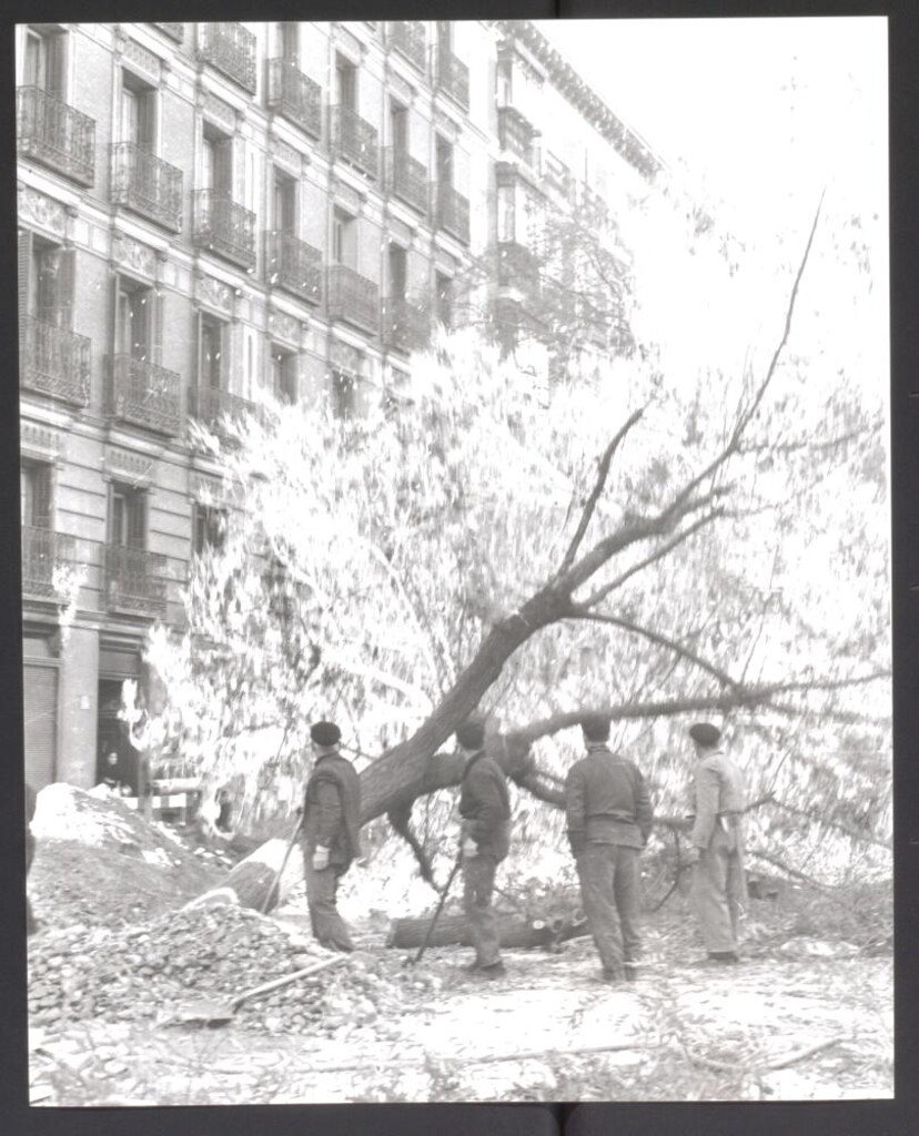 Miniatura de Tala de árboles en la calle de Sagasta