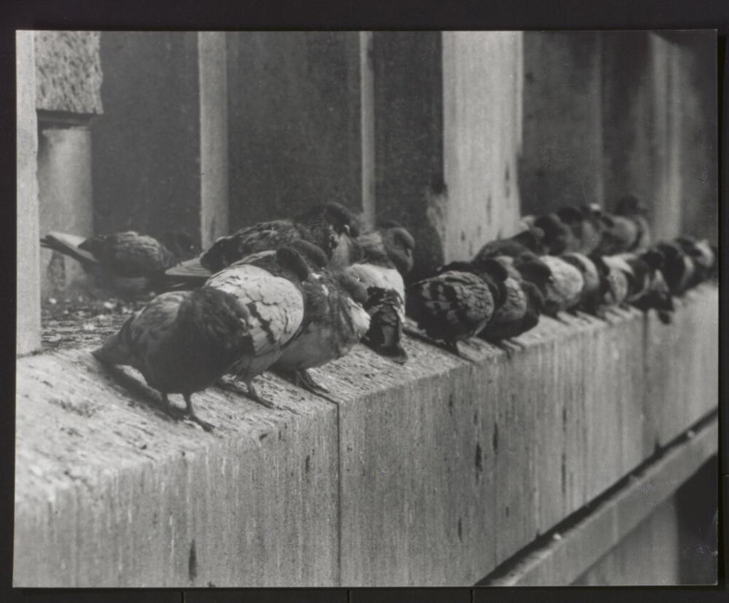 Miniatura de Palomas en un alfeizar